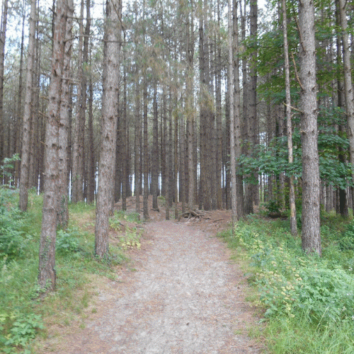 Hermith : La Tanière au Loup